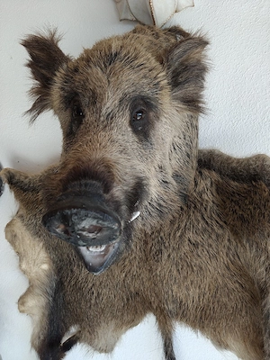 Tierpräparate und Geweihe