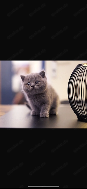 Liebevolles Katzenmädchen sucht ein neues Zuhause   