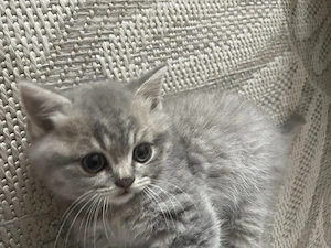 Bkh Blue Tabby Junge sucht schon mal 