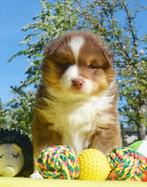 Australian Shepherd Welpen, 2 Rüden red tri, mit Papieren, Forest Spring Valley IVR