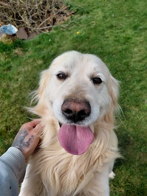 Gnadenhof muss sich leider von 2 älteren reinrassigen Golden Retriever trennen