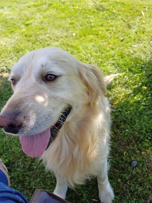 Gnadenhof muss sich leider von 2 älteren reinrassigen Golden Retriever trennen Bild 2