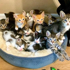Premium Maine Coon Kitten in Frankfurt zu verkaufen   Sanfte Riesen suchen ein liebevolles Zuhause 