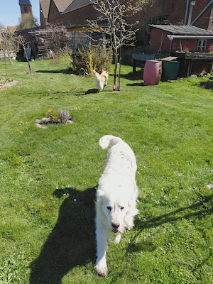 Gnadenhof muss sich leider von 2 älteren reinrassigen Golden Retriever trennen Bild 3