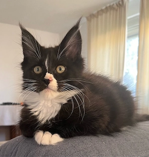 Maine Coon Kitten