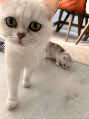BKH Kitten reinrassig  Bild 2
