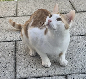 . Sheru ist ein ganz besonderer Kater