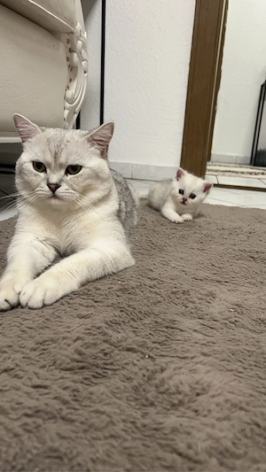 BKH Kitten reinrassig  Bild 5