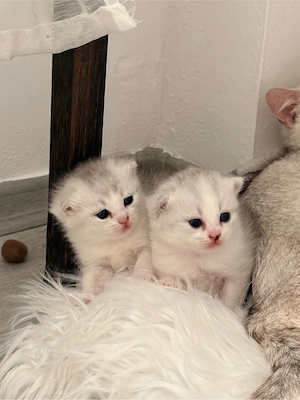 BKH Kitten reinrassig  Bild 3