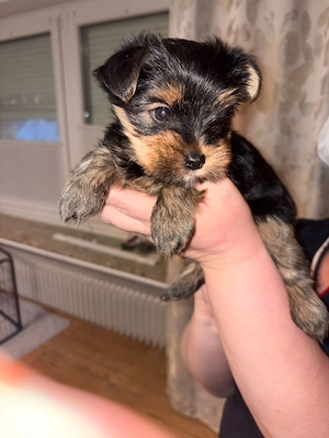 Zauberhafter Yorkshire Terrier Welpen 