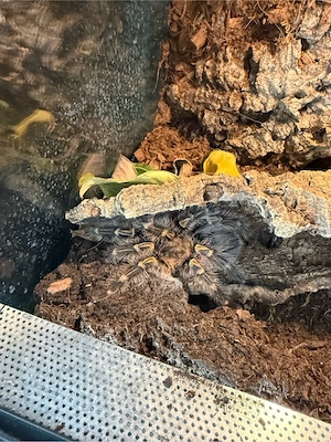 Verkaufe Grammostola Pulchripes