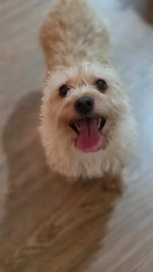 jessy 3 jahre in Rumänien 