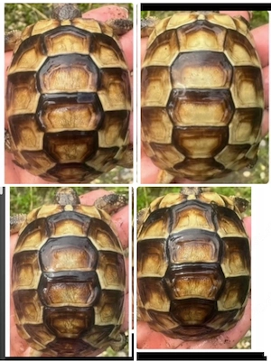 Testudo Marginata weissingeri 