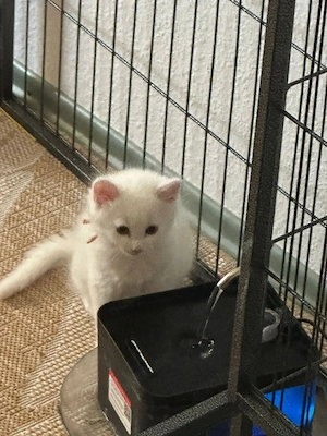 Wunderschöne Maine Coon und Heilige Birma kitten 