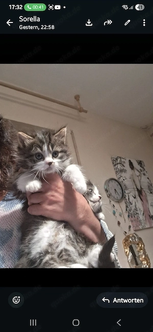 Kätzchen italienische Kurzhaarig. 