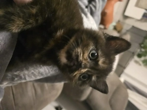 Bkh-kitten