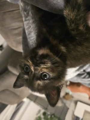 Bkh-kitten