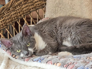 Wundervoller blau-weißer Rex-Traumkater, Stammbaum