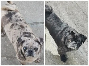 Mops altdeutsch