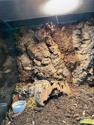 Verkaufe Acanthoscurria geniculata