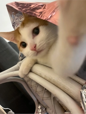 Toffi sucht ein neues Zuhause