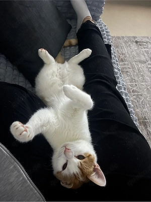 Toffi sucht ein neues Zuhause