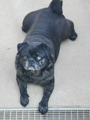 Mops altdeutsch