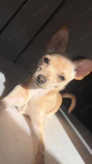 Pomeranian Pinscher mix Weibchen 