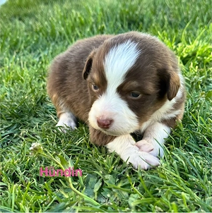 Australian Shepherd Welpen