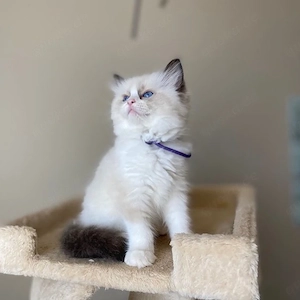 Ragdoll-Kätzchen
