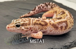 Leopardgecko Weibchen Mack Snow Tremper Albino und Black Night 