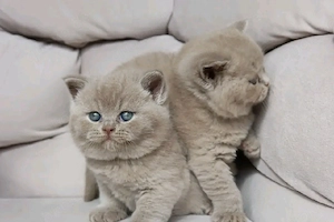 Britisch Kurzhaar-Kätzchen aus liebevoller Hausaufzucht abzugeben