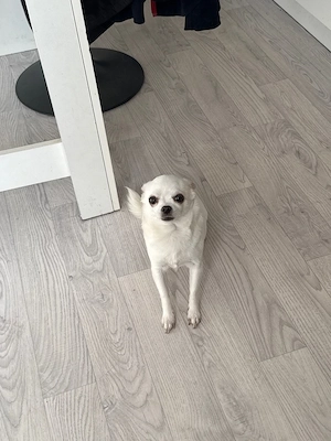 Chihuahua 