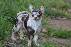 Zauberhafter Chihuahua Welpe 5 Monate in schoko-merle langhaar