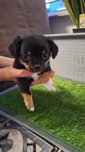 Zauberhafte Chihuahua-Welpen 