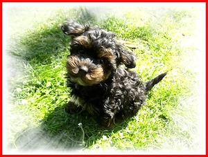 Zuckersüße, kleine Yorkshire Terrier   Toy Pudel F1 Verpaarung mit Ahnenpass ( Papiere )