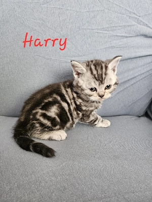 Wunderschöne kleine Katerchen mit Löckchenen