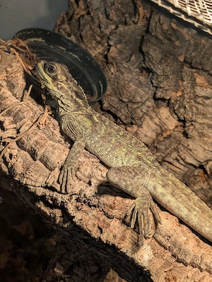 Hydrosaurus pustulatus, Segelechse, 06.05. Ostholstein 