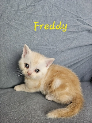 Wunderschöne kleine Katerchen mit Löckchenen