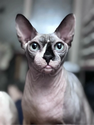 3 liebe tolle Katzen auch einzeln