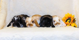 Baby Mini Lop - Zwergkaninchen