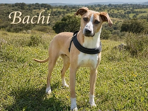 Bachi - ein liebenswerter Schatz