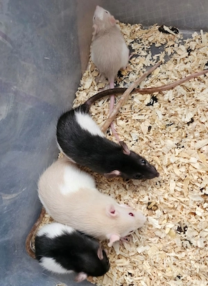 Rstten Farbratten weiblich Weibchen Jungtiere