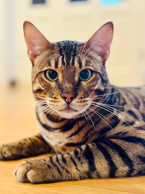 Bengal Kater Katze 