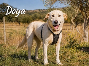 Doya, ein großer Schatz