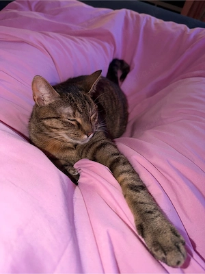 Verschmuste Katze sucht liebevolles Zuhause     