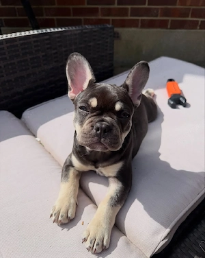 Französische Bulldoggenwelpe! Männlich