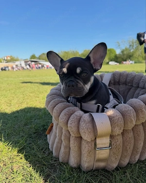 Französische Bulldoggenwelpe