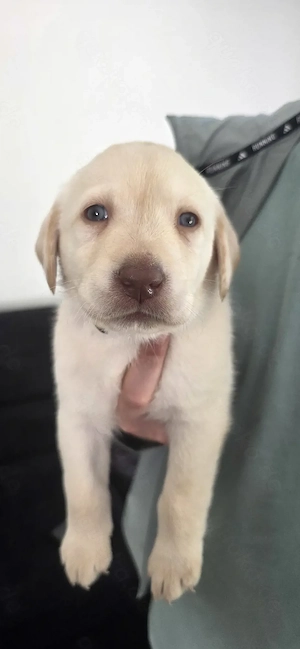Labrador Retriever Welpen 