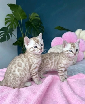 reinrassige männliche und weibliche Bengal-Kätzchen